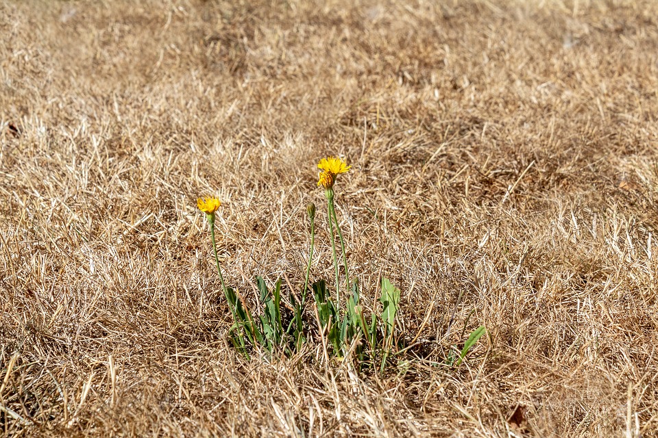Dry grass in a heat wave, with dandelions in the foreground