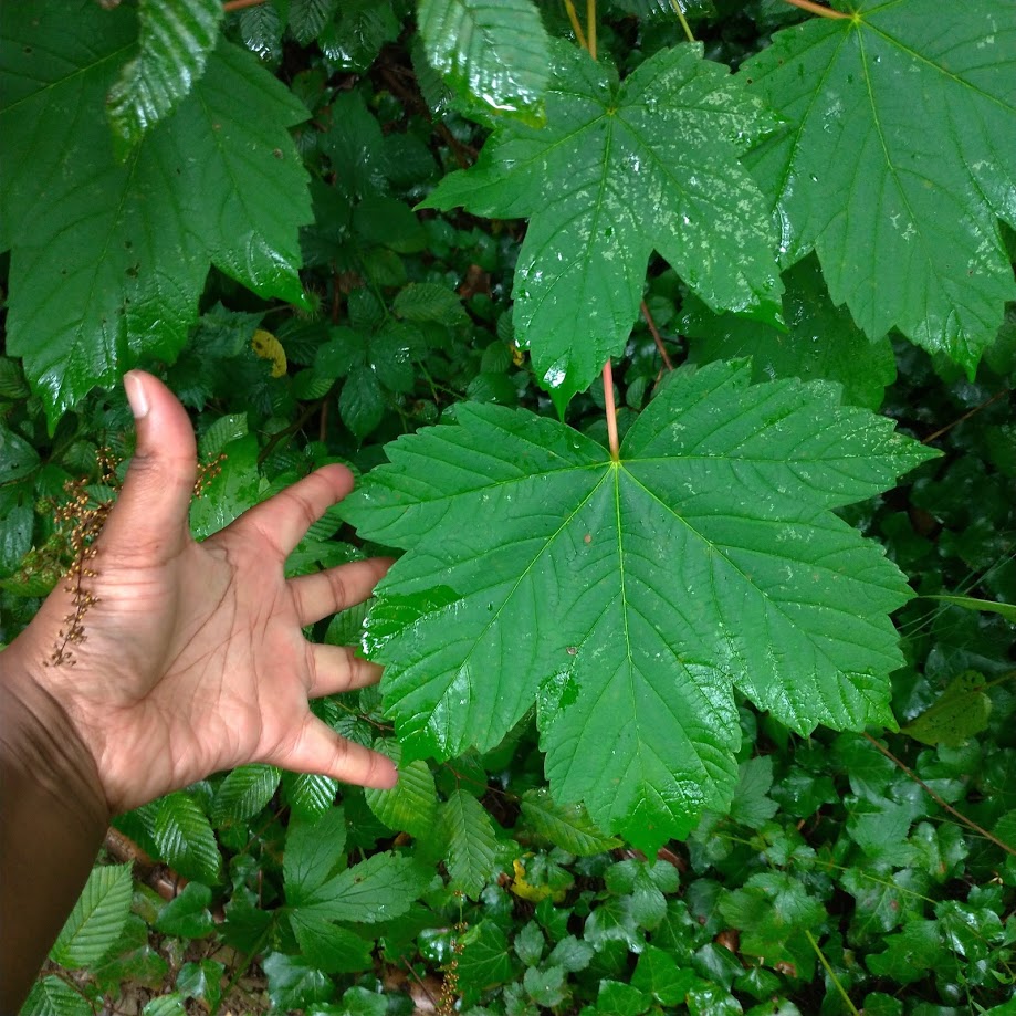 huge green leaf bigger than LiLi's hand next to it