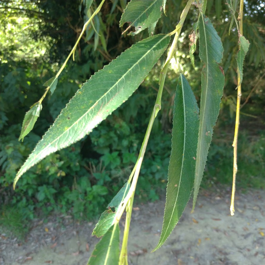 long green leaves, close-up