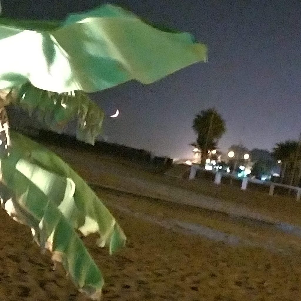 sandy beach, palm tree, light falling