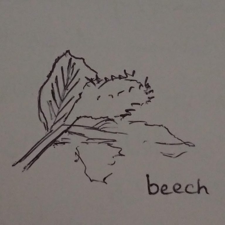 beech leaf and case, illustration