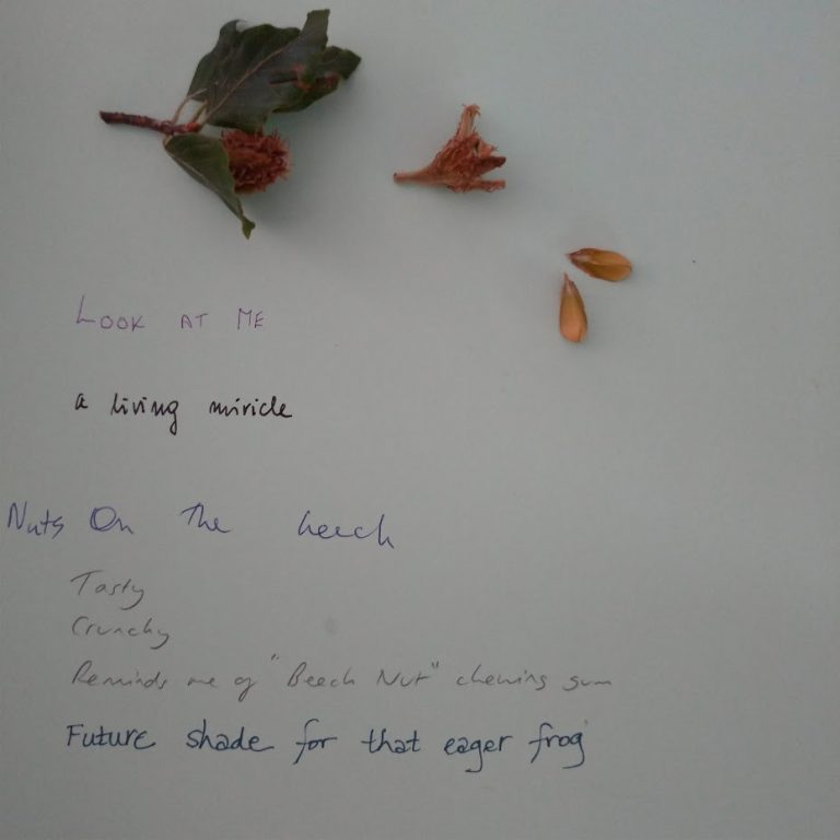 leaves, beech seeds and casing