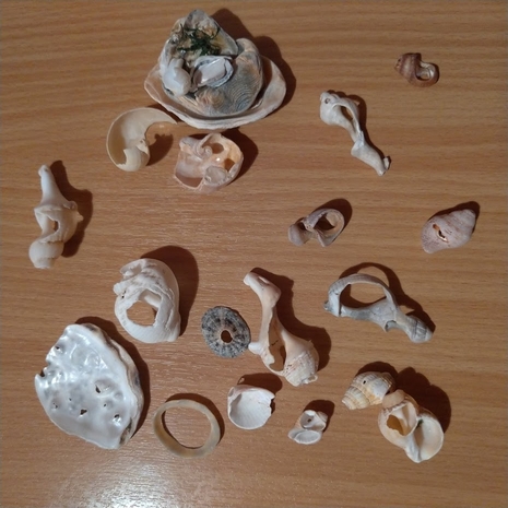 seashells with holes
