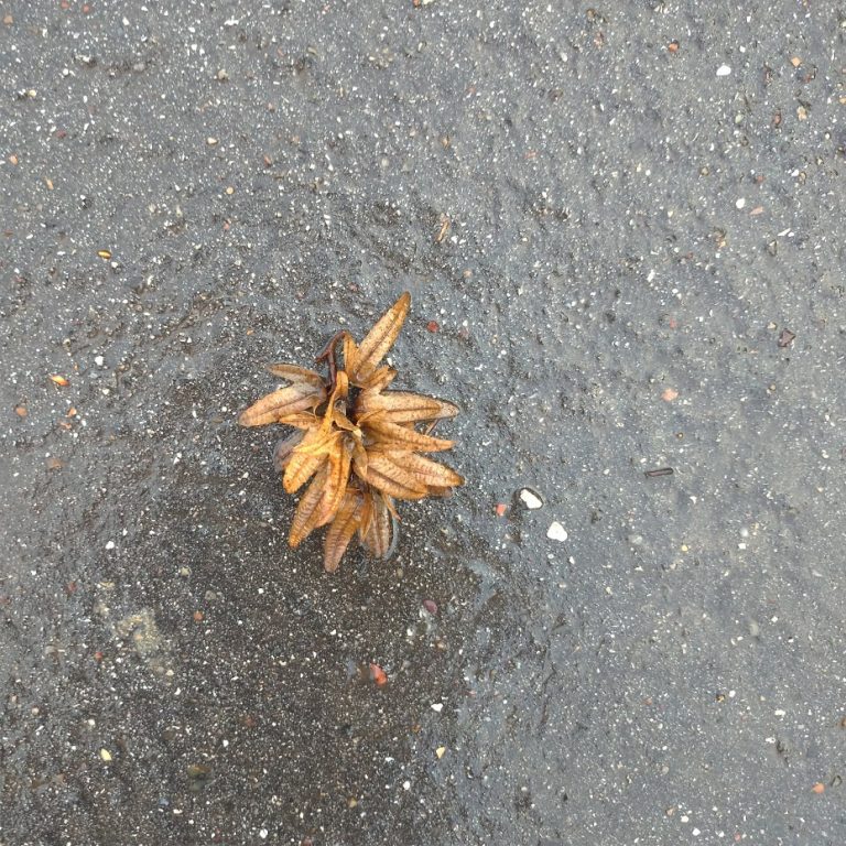 wet brown papery seeds on concrete