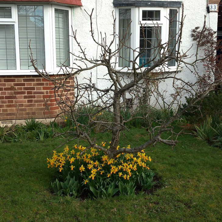 Many baby daffodils (Narcissus 'Tête-à-tête') circling a cherry tree with bare branches, surrounded by lawn, in front of a house.