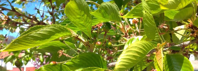 lots of cherry leaves and baby cherry fruits forming