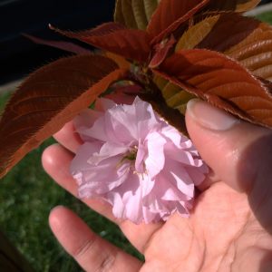 single cherry blossom with leaves in my hand