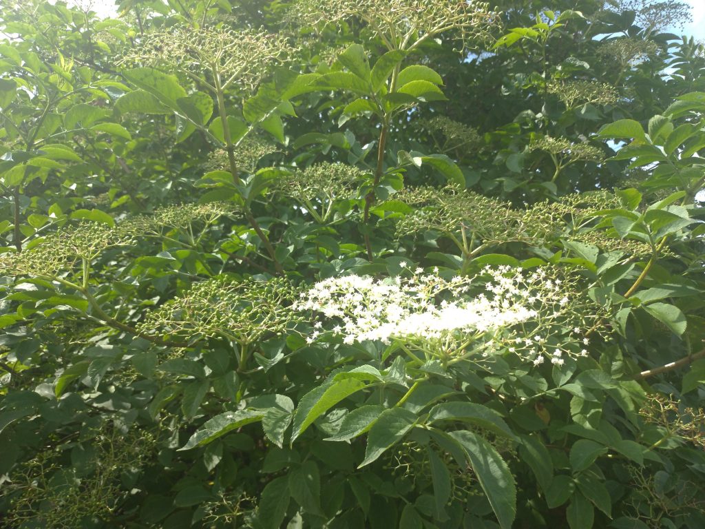 elder tree, one last sprig of white flowers and lots of berries forming - still small and green