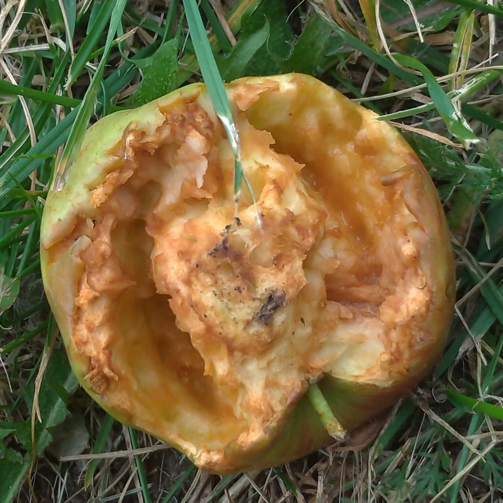 an apple hollowed out by creatures in grass