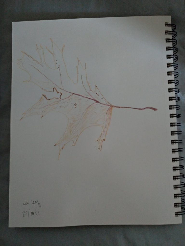 oak leaf with sharp points to its lobes, in various shades of brown and burgundy, watercolour pencil drawing in a sketch pad